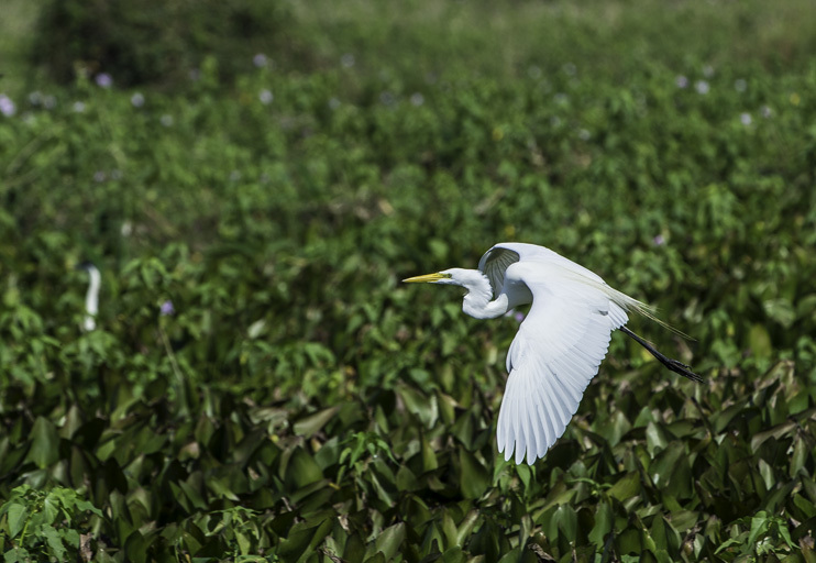 Image of Great Egret