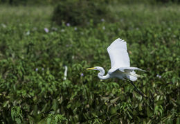 Image of Great Egret