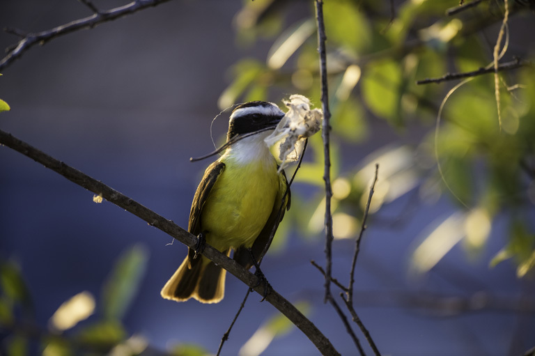 Pitangus sulphuratus (Linnaeus 1766)的圖片