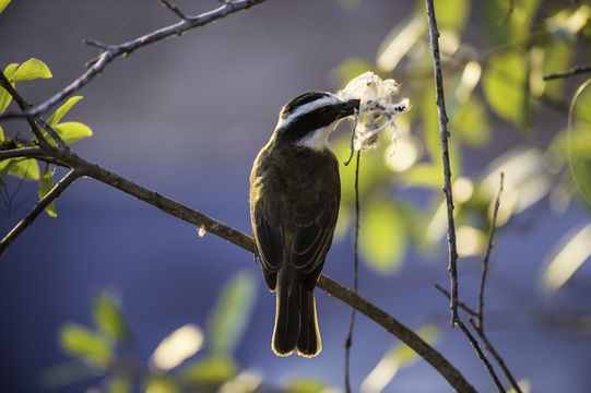 Image of Great Kiskadee