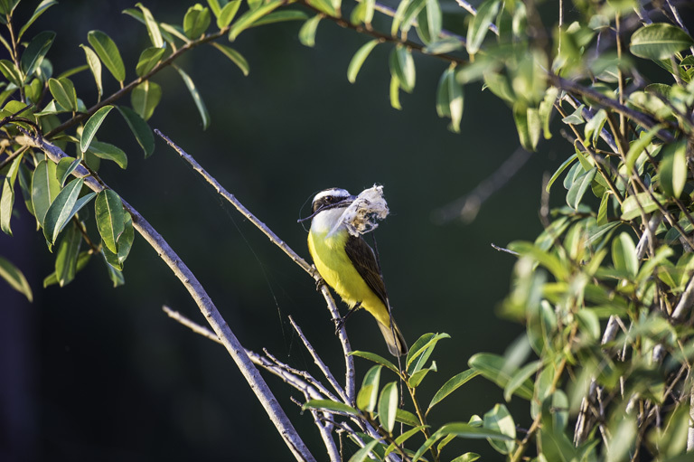 Pitangus sulphuratus (Linnaeus 1766)的圖片