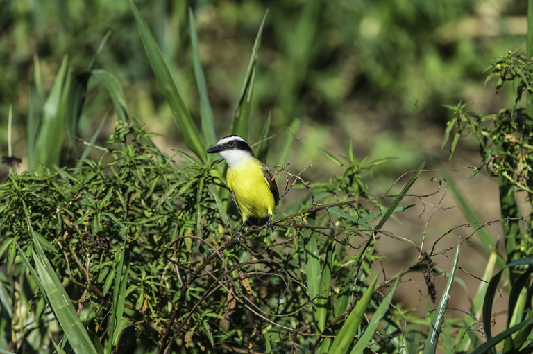 Pitangus sulphuratus (Linnaeus 1766)的圖片