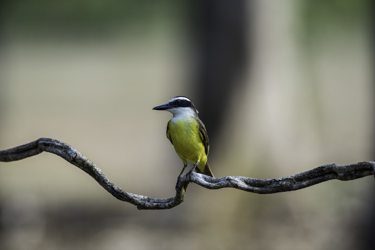 Pitangus sulphuratus (Linnaeus 1766)的圖片