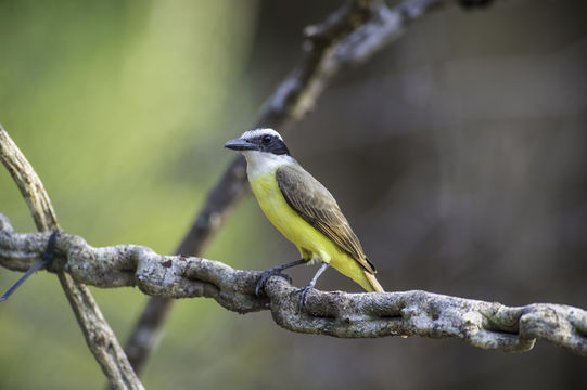 Image of Great Kiskadee