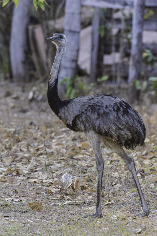 Image of Common Rhea