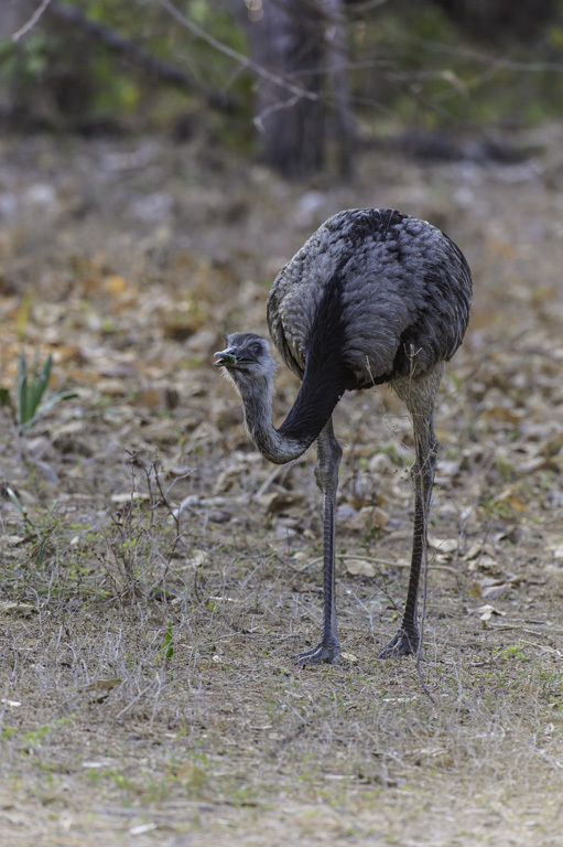 Image of Common Rhea