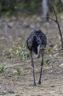 Image of Common Rhea