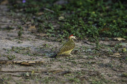 Image of Green-barred Woodpecker