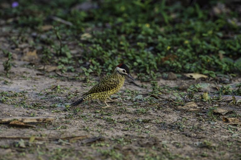 Image of Green-barred Woodpecker