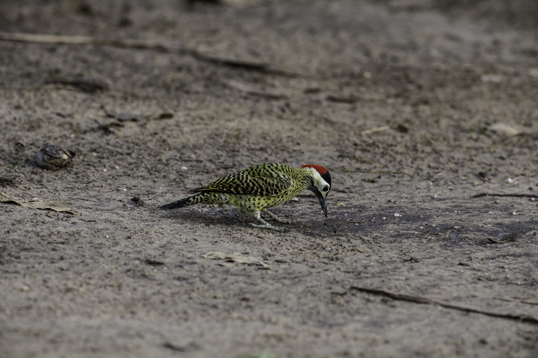 Image of Green-barred Woodpecker