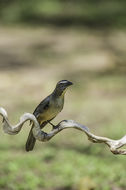 Image of Grayish Saltator