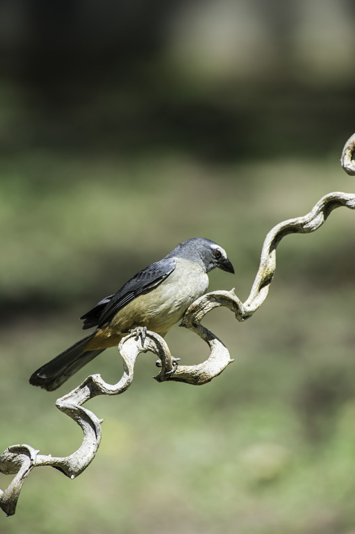 Image of Grayish Saltator