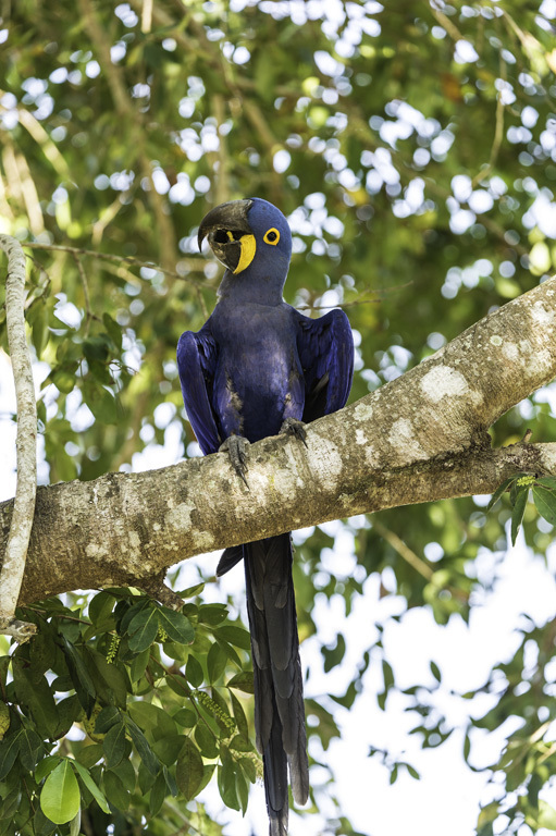 Image of Hyacinth Macaw