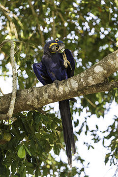 Image of Hyacinth Macaw