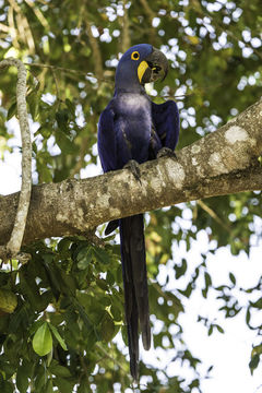 Image of Hyacinth Macaw