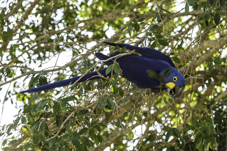 Image of Hyacinth Macaw