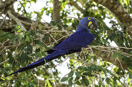 Image of Hyacinth Macaw