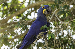 Image of Hyacinth Macaw