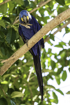 Image of Hyacinth Macaw