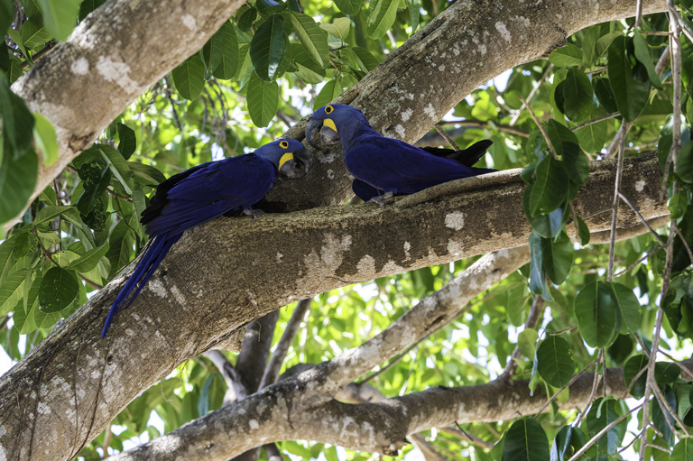 Image of Hyacinth Macaw