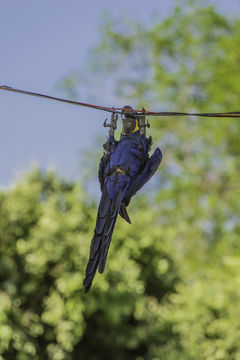 Image of Hyacinth Macaw