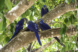 Image of Hyacinth Macaw