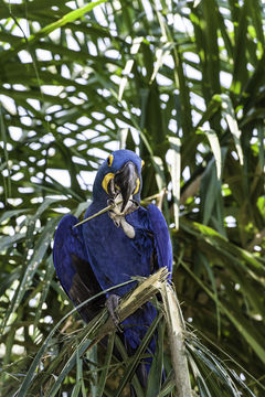 Image of Hyacinth Macaw