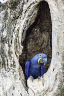 Image of Hyacinth Macaw