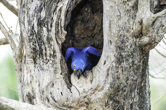 Image of Hyacinth Macaw