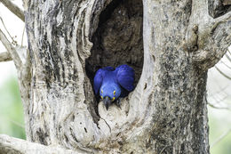 Image of Hyacinth Macaw