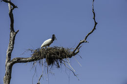 Image de Jabiru d'Amérique