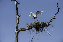 Image de Jabiru d'Amérique