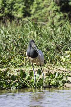 Image of Jabiru stork