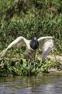 Image de Jabiru d'Amérique