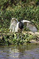 Image de Jabiru d'Amérique