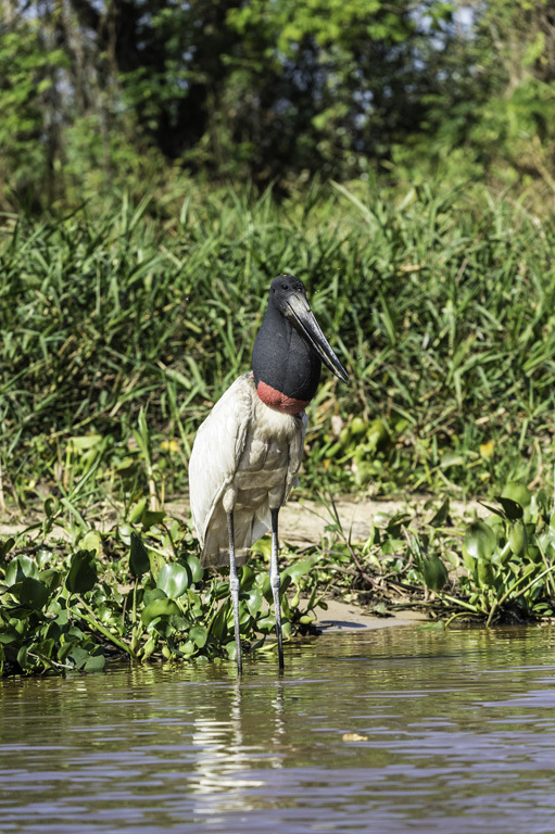 Image de Jabiru d'Amérique