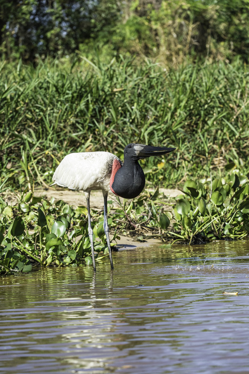 Image de Jabiru d'Amérique