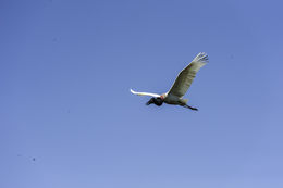 Image de Jabiru d'Amérique