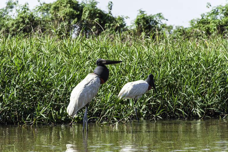 Image of Jabiru stork