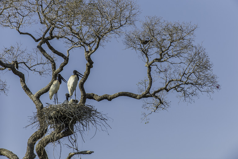 Image of Jabiru stork