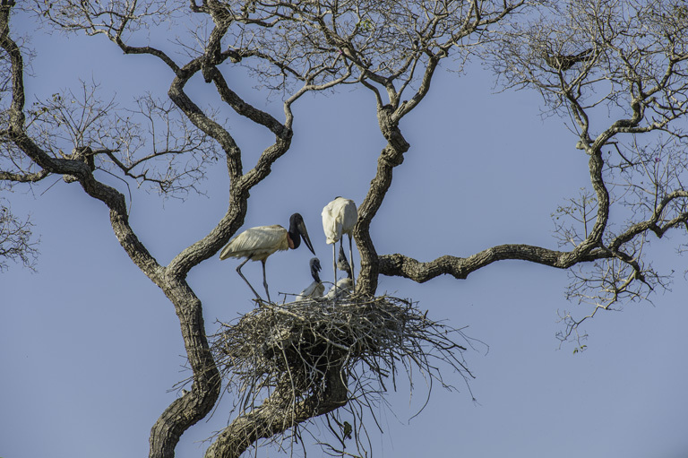 Image of Jabiru stork