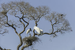 Image of Jabiru stork