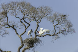 Image of Jabiru stork