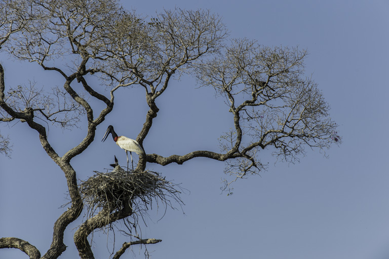 Image of Jabiru stork