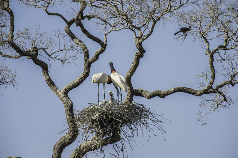 Image of Jabiru stork