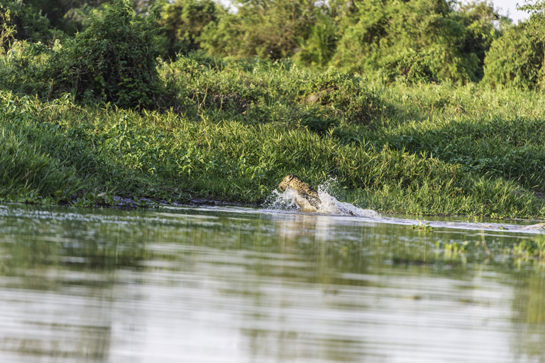 Image of Jaguar