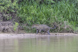 Image of Jaguar