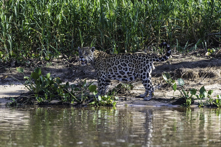 Image of Jaguar