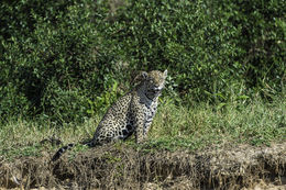 Image of Jaguar