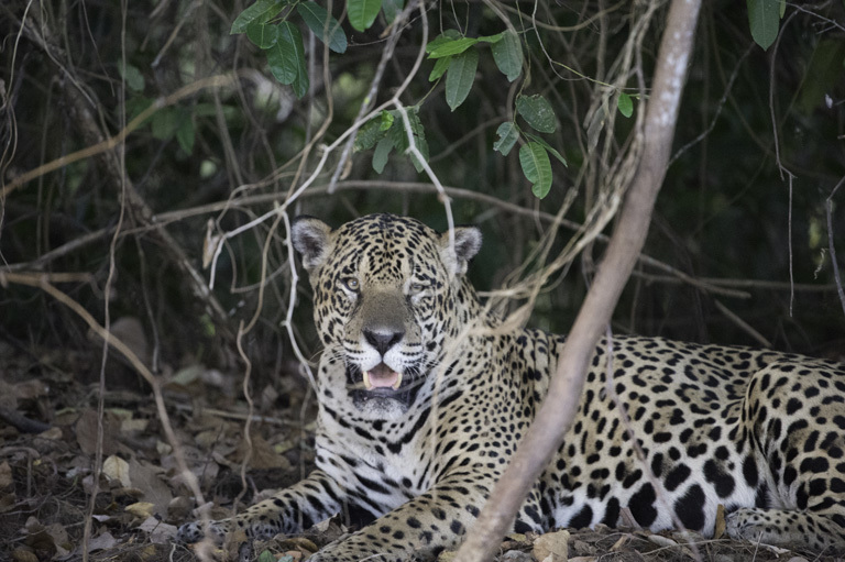 Image of Jaguar